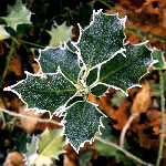 holly 